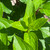Hydrangea paniculata Pinky Winky 208919